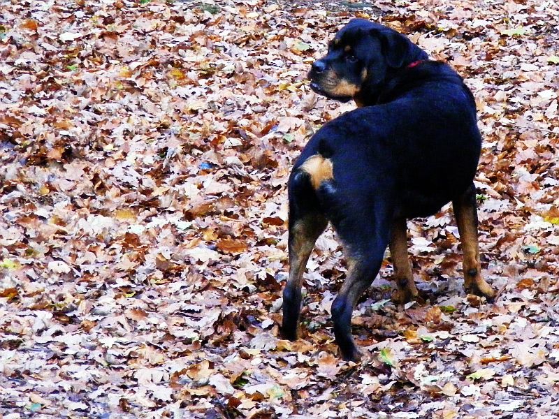 Taz